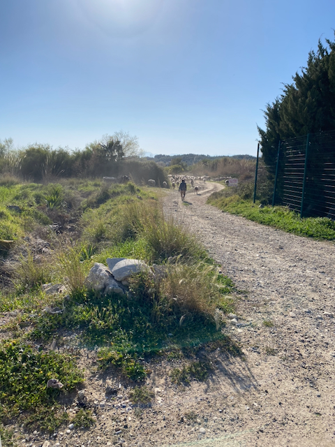 Life with a Yörük Shepherd